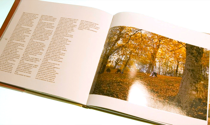 31c1376fcd216a9a4812657bb65373d9b98887f5