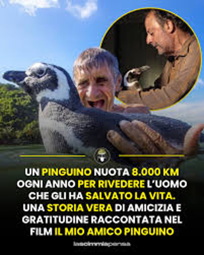 il mio amico pinguino storia vera.jpeg