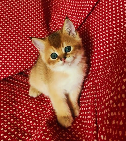 golden1.jpeg golden1.jpeg