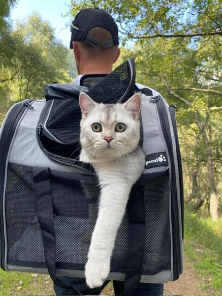 gt22 nel trasportino.jpeg gt22 nel trasportino.jpeg