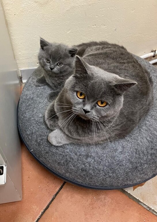 gt10 anacleto con brenda..jpeg gt10 anacleto con brenda..jpeg