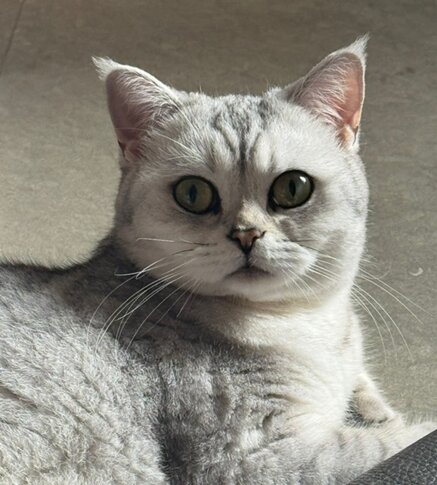 gt23 meraviglia.jpeg gt23 meraviglia.jpeg