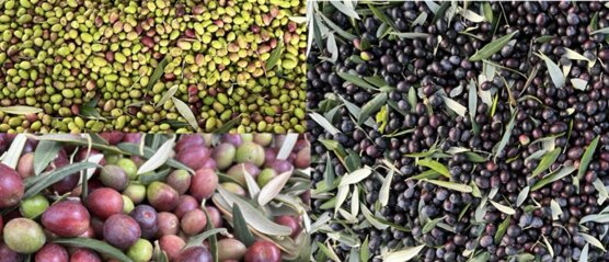 collage olive.jpeg