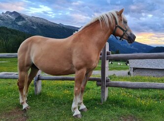 cremazione cavalli.jpeg cremazione cavalli.jpeg