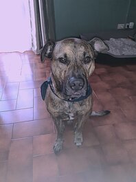 nando arcaservice.jpeg nando arcaservice.jpeg