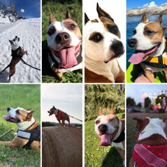 belle arcaservice.jpeg belle arcaservice.jpeg