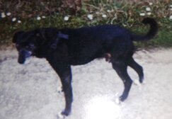 chicco arcaservice.jpeg