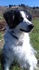 chicco arcaservice 2.jpeg