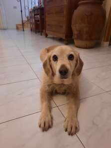 dovia arcaservice.jpeg dovia arcaservice.jpeg