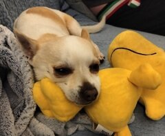 snoopy.jpeg