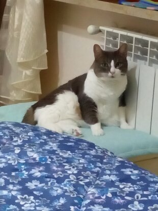 matisse arcaservice.jpeg matisse arcaservice.jpeg