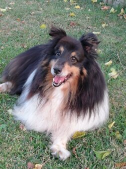 ariel arcaservice.jpeg