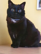 ciuppa arcaservice.jpeg ciuppa arcaservice.jpeg