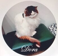 dora arcaservice.jpeg dora arcaservice.jpeg