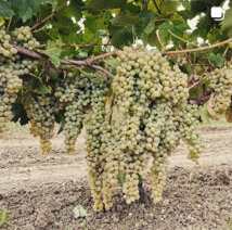 aa6c77f505002c6ff4afc81d0138bc174f25c41a