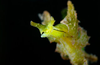 1.%20il%20nudibranco%20alieno%20thecacera%20pennigera%20(ph.%20michele%20solca).jpeg