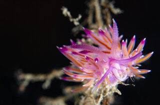 7.il%20nudibranco%20eolide%20cratena%20peregrina%20(ph.%20michele%20solca).jpeg