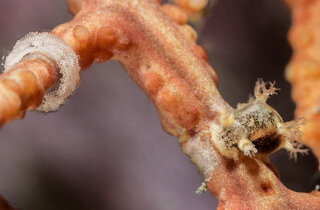 5.anthiopella%20cristata,%20il%20nudibranco%20lampadina,%20con%20la%20tipica%20cresta%20tra%20i%20rinofori,%20la%20caruncola%20(p.michele%20solca).jpeg