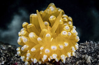 6.una%20flabellina%20affinis%20intenta%20a%20cibarsi%20dei%20polipi%20dell'idrozoo%20eudendrium%20(ph.michele%20solca).jpeg