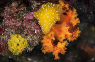 3.%20tre%20vacchette%20di%20mare%20(peltodoris%20atromaculata)%20mentre%20predano%20la%20spugna%20petrosia%20ficiformis%20(ph.%20michele%20solca).jpeg