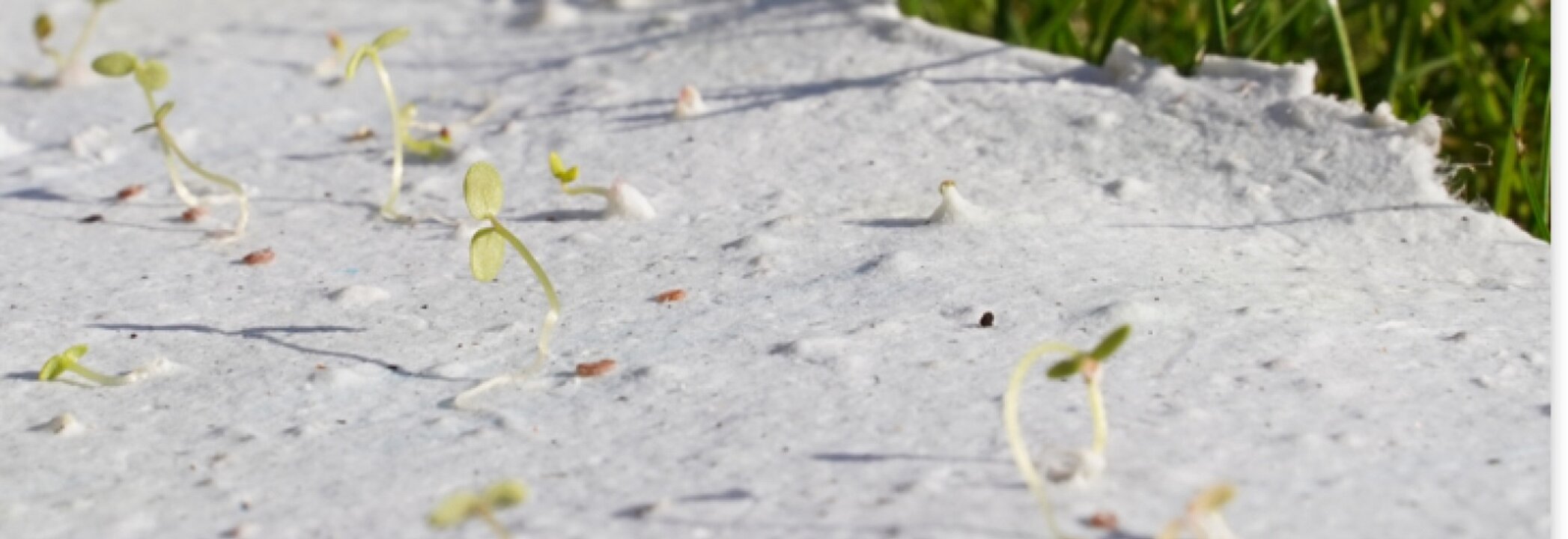 herastudio-carta piantabile.jpeg