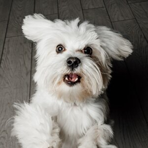 fotografo-cani-firenze3