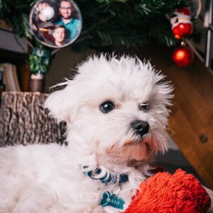 fotografo-cani-firenze12
