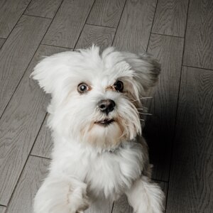 fotografo-cani-firenze6