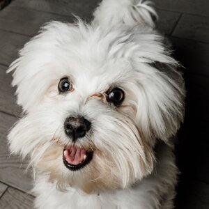 fotografo-cani-firenze2