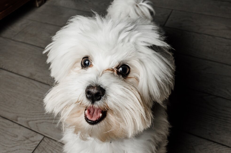 ritratto maltese ritratto maltese