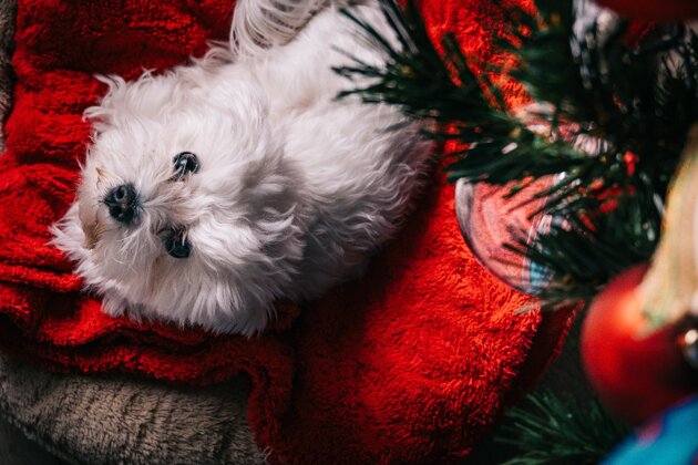 fotografo-cani-firenze