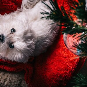 fotografo-cani-firenze8