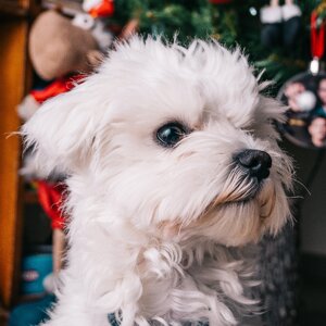 fotografo-cani-firenze11