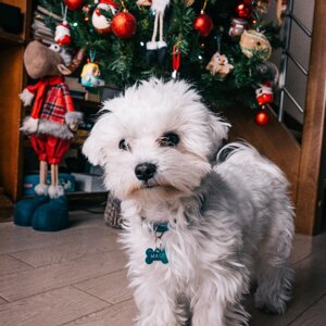 fotografo-cani-firenze13