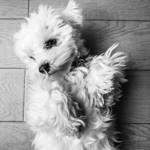fotografo-cani-firenze7