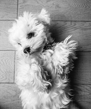 cane maltese ritratto cane maltese ritratto