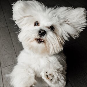 fotografo-cani-firenze5