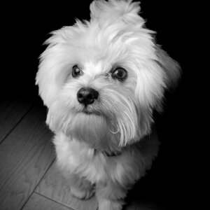 fotografo-cani-firenze1