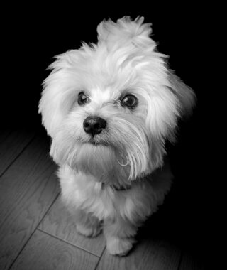 foto cane maltese foto cane maltese