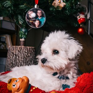 fotografo-cani-firenze10