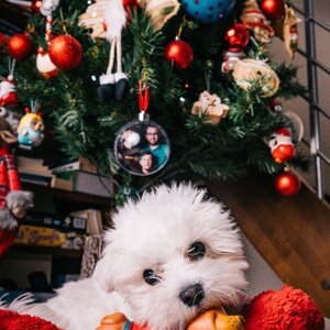 fotografo-cani-firenze14