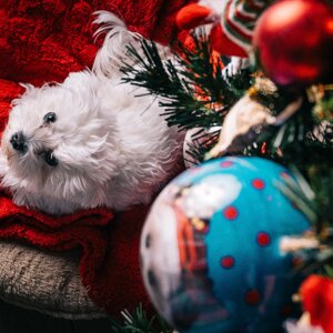 fotografo-cani-firenze9