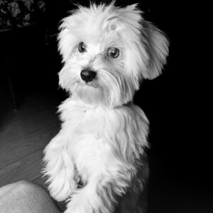 fotografo-cani-firenze4