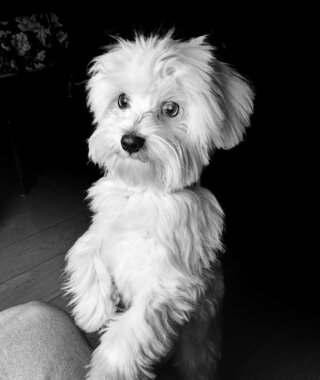 ritratto bianco nero cane ritratto bianco nero cane