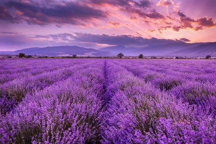 lavanda-benefici lavanda-benefici
