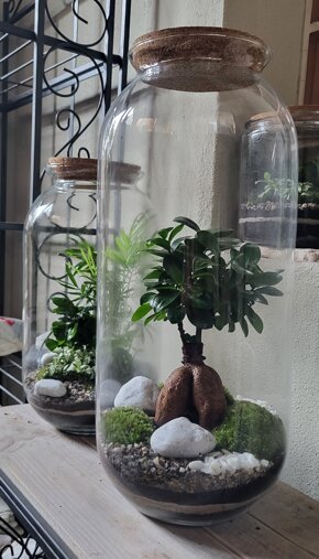 terrarium