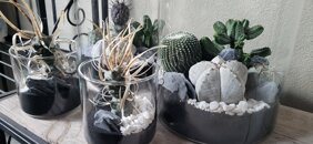 composizione piante grasse composizione piante grasse