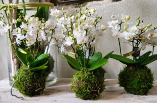 kokedama phalaenopsis kokedama phalaenopsis