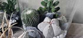 composizione con piante grasse composizione con piante grasse