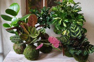 kokedama